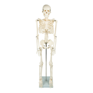 Anatomical 85cm Tall Human Skeleton with Stand Model – Medical Anatomy